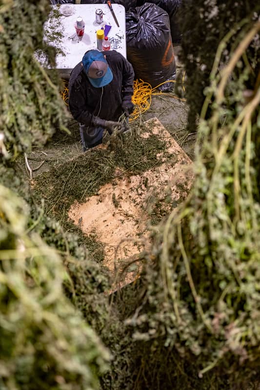 Trimming process for hemp harvesting