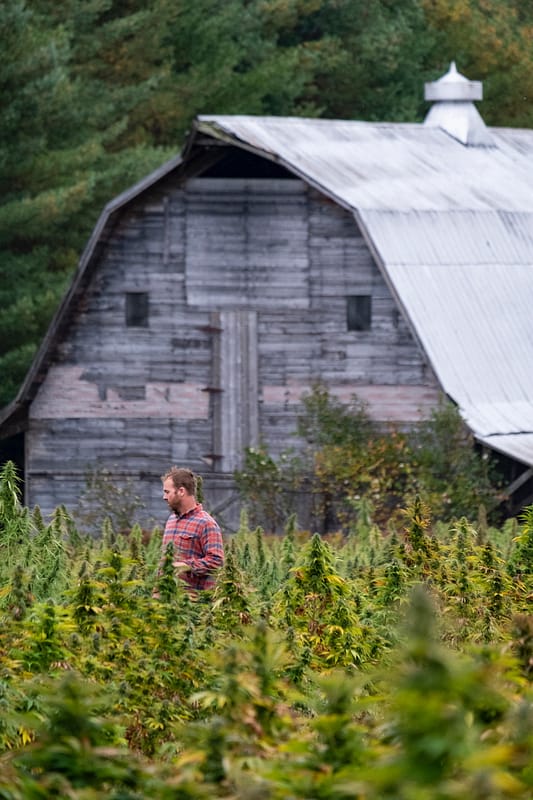 Pete walking through hemp field with Barn in background